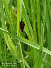 Hagenella clathrata
