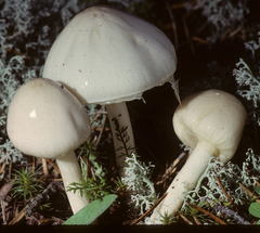 Zhuliangomyces illinitus