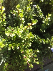 Portulacaria