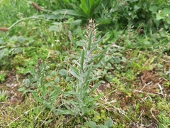 Gamochaeta calviceps