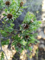 Oedera calycina