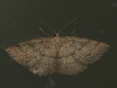 Casbia melanops