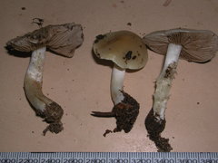 Psathyloma leucocarpum