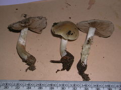 Psathyloma leucocarpum