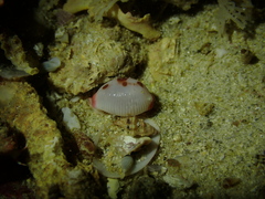 Ellatrivia merces