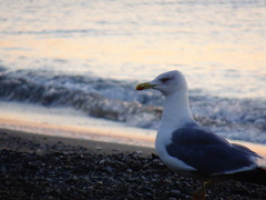Larus michahellis