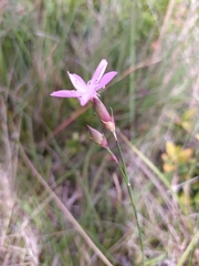 Dianthus pungens