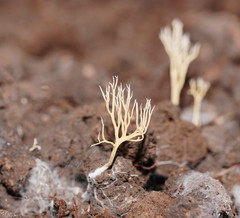 Phaeoclavulina ochracea