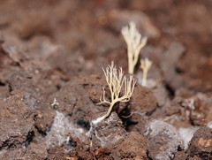 Phaeoclavulina ochracea