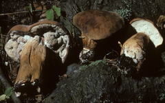 Image of Hypomyces melanocarpus