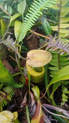 Nepenthes