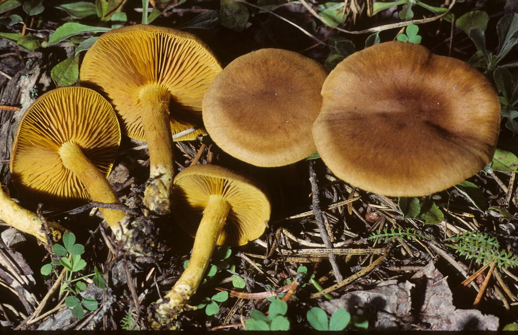 Cortinarius incognitus