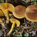 Cortinarius incognitus - Photo (c) mycowalt, some rights reserved (CC BY-SA), uploaded by mycowalt