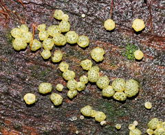 Trichoderma gelatinosum
