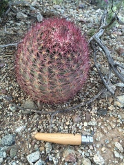 Echinomastus erectocentrus erectocentrus