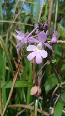 Calanthe ceciliae