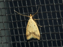 Atheropla decaspila