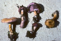 Cortinarius salor