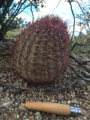 Echinomastus erectocentrus erectocentrus