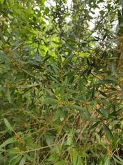 Phillyrea angustifolia