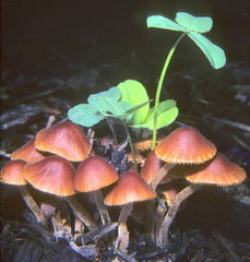Conocybe pubescens