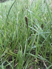 Carex disticha