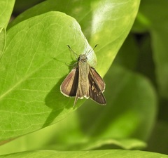 Pelopidas lyelli