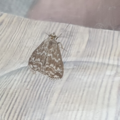 Evergestis frumentalis