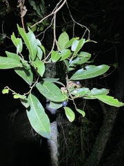 Cryptocarya microneura