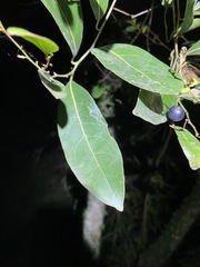Cryptocarya microneura