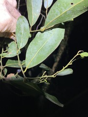 Cryptocarya microneura