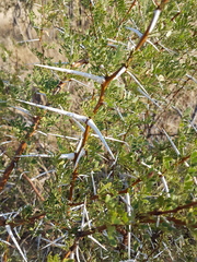 Vachellia exuvialis
