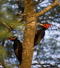 Campephilus leucopogon