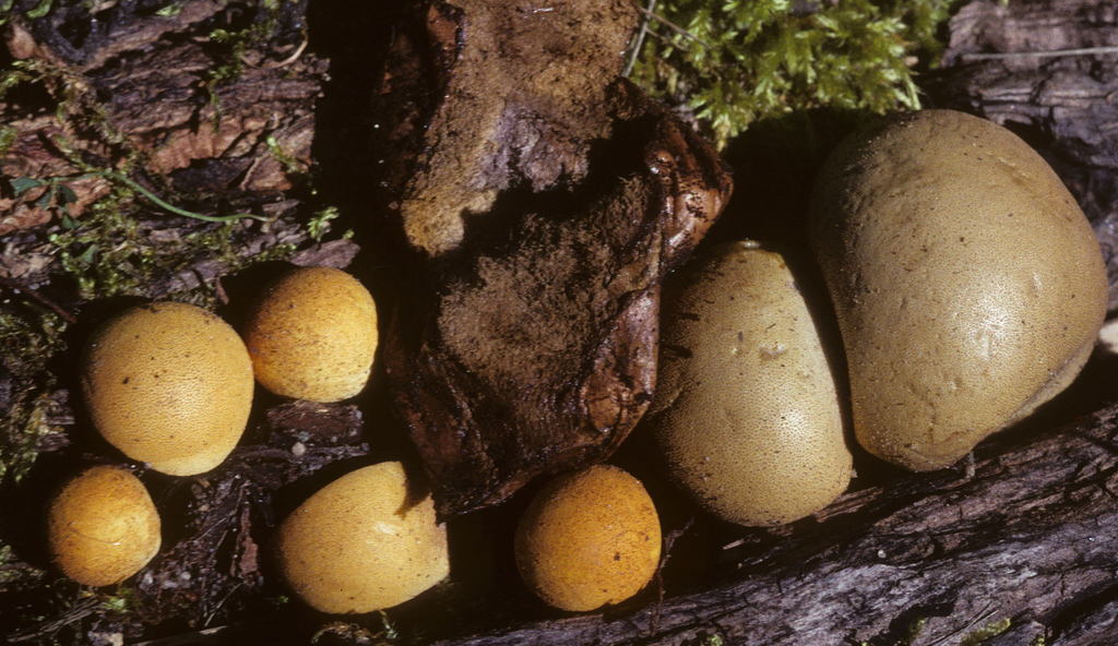 Globaria