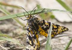 Eurranthis plummistaria