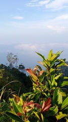 Vaccinium varingiifolium