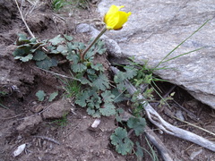 Ranunculus nigrescens