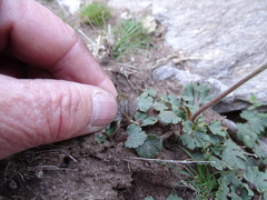 Ranunculus nigrescens