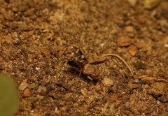 Actocetor indicus