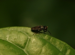 Discomyza