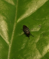 Discomyza