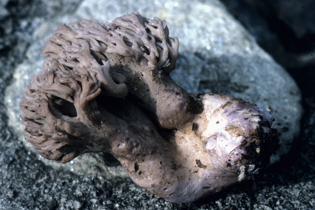 Ramaria fumigata