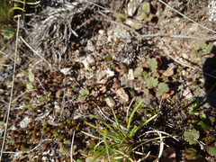 Ranunculus nigrescens