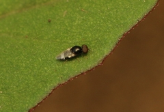 Scenopinidae