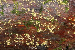 Trichoderma gelatinosum