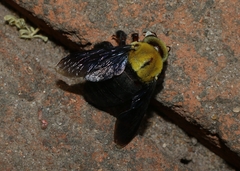 Xylocopa ruficornis