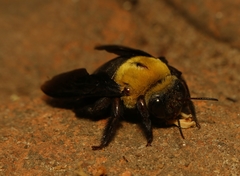 Xylocopa ruficornis