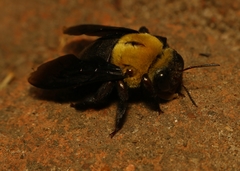 Xylocopa ruficornis