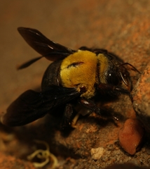 Xylocopa ruficornis