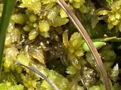 Sphagnum tenellum